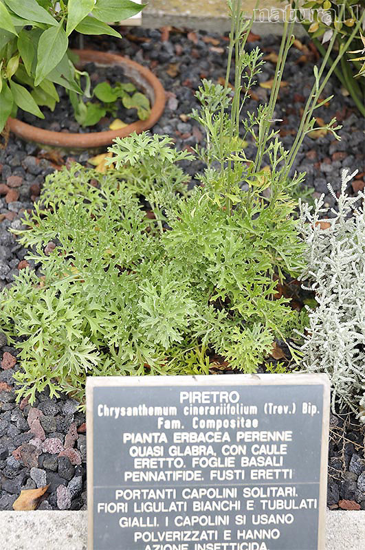 Chrisanthemum cinerariifolium