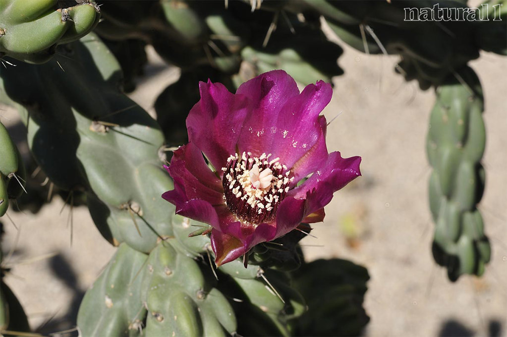 Cylindropuntia sp. 