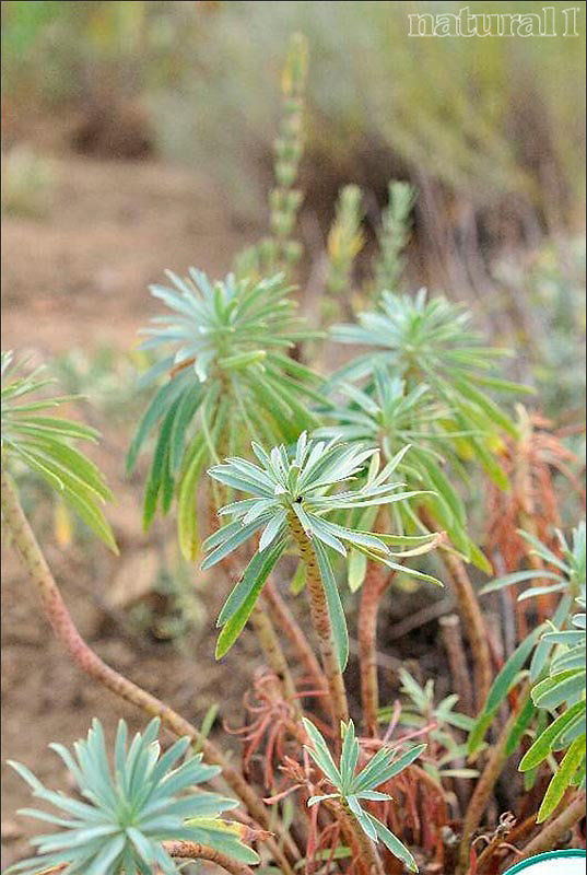 Euphorbia characias 