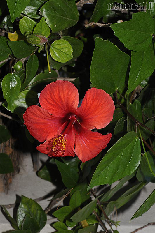 Hibiscus sp. 