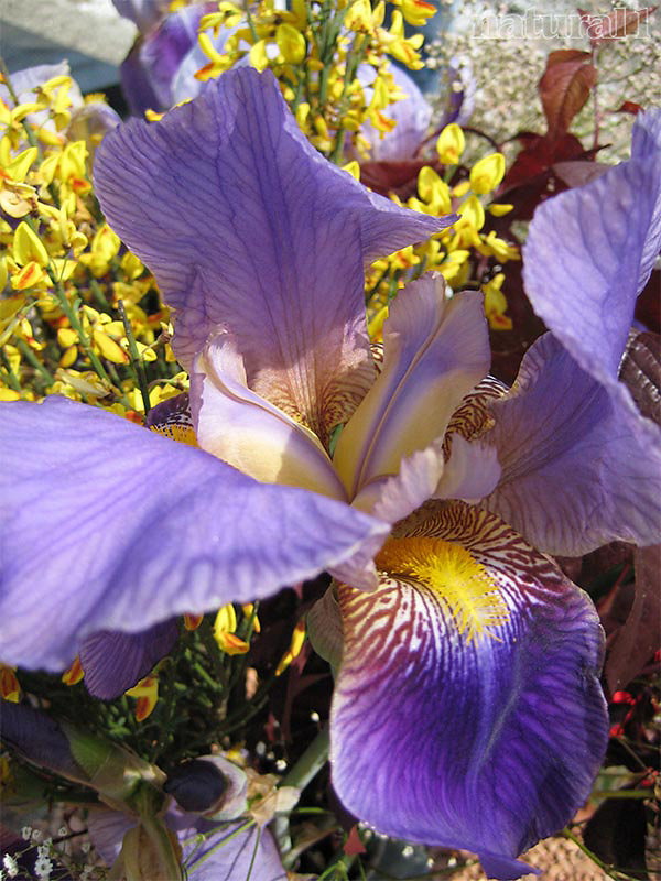 Iris spp.
