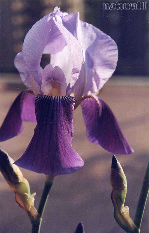 Iris macedonica