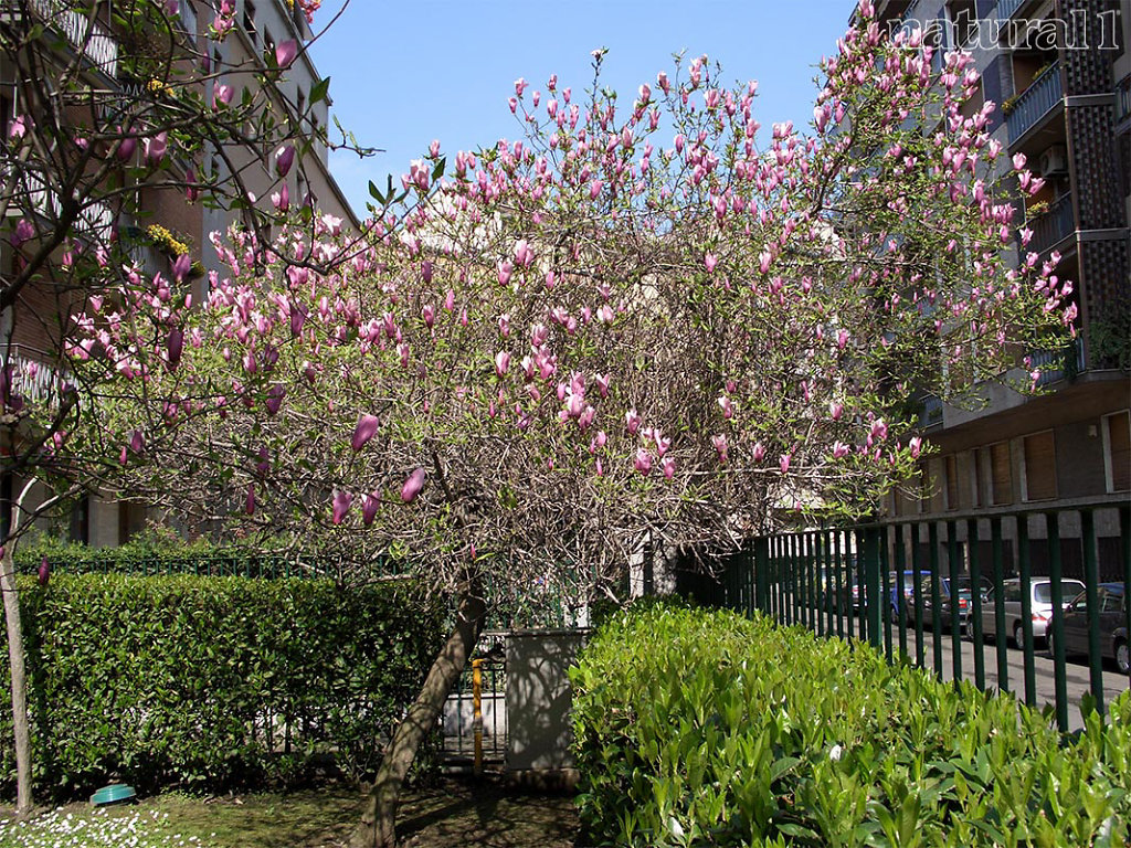 Magnolia glauca