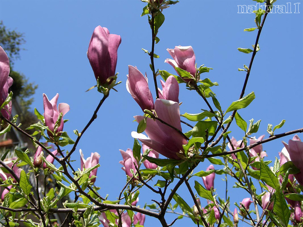 Magnolia glauca