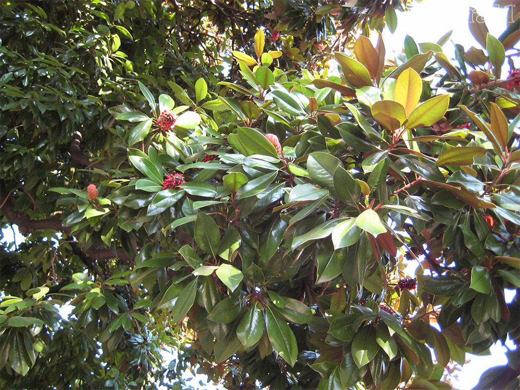 Magnolia sp