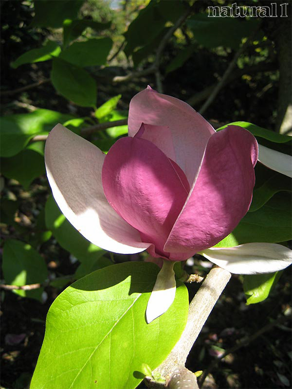 Magnolia liliflora nigra