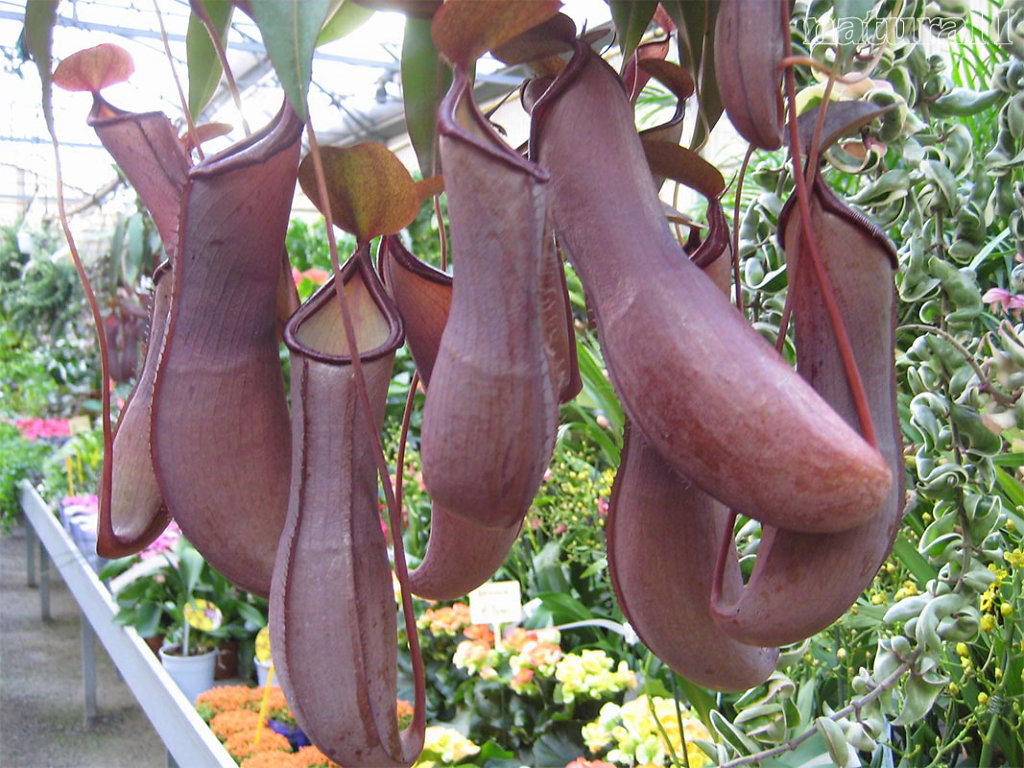 Nepenthes sp.