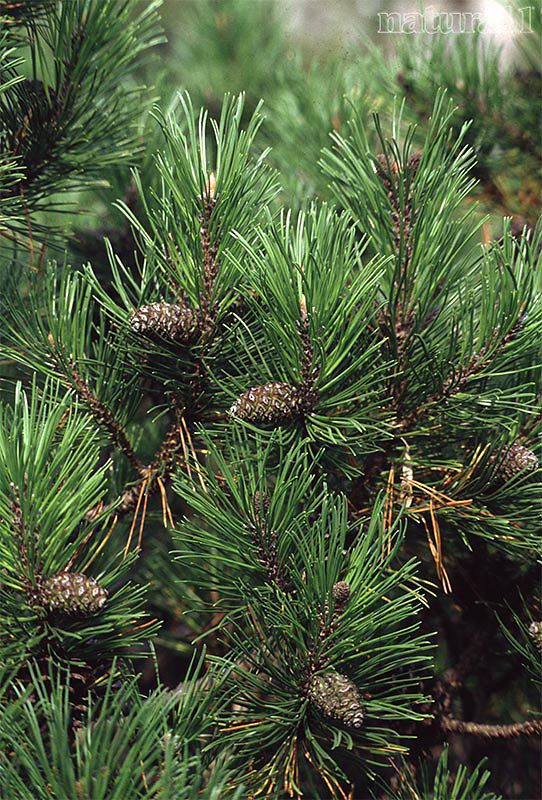 Pinus mugus