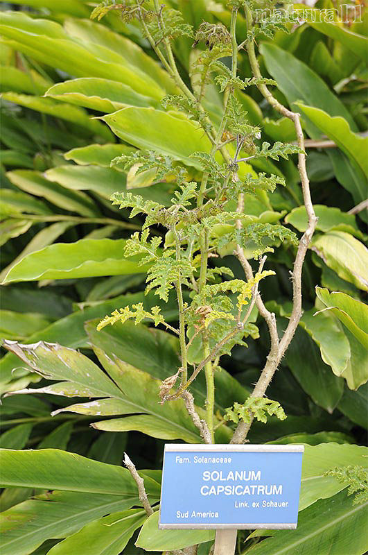 Solanum capsicatrum