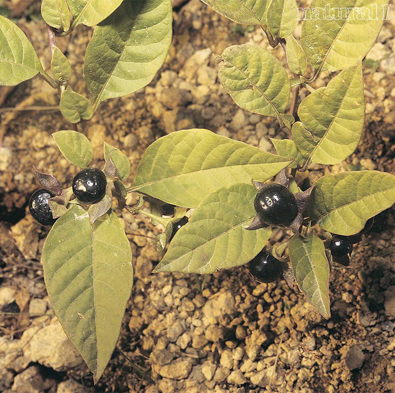 Atropa belladonna