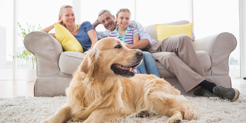 Golden,Retriever,On,Rug,With,Family,In,Background,At,Home.
