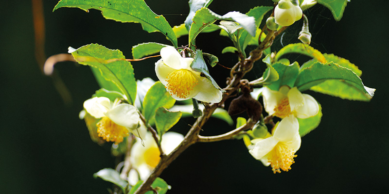 pag-39-basso-Camellia-sinensis